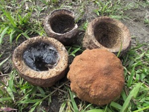 'Lecythis tuyrana', más conocida como 'Olla Cristal o Coco de Cristal'